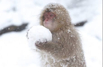動画発見 子猿が雪玉作って遊ぶ姿が可愛い どこの場所に行けば見れる 時計好き女子の話題キャッチ